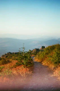 A vibrant snapshot capturing a sunlit mountain trail winding through lush greenery, hinting at the thrill of adventure.