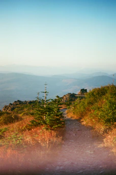 A vibrant snapshot capturing a sunlit mountain trail winding through lush greenery, hinting at the thrill of adventure.