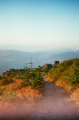 A scenic mountain landscape featuring a dirt path winding through lush greenery and young pine trees, leading towards distant hills under a clear blue sky. Sunlight gently highlights the greens and earthy tones, giving a warm and inviting feel.