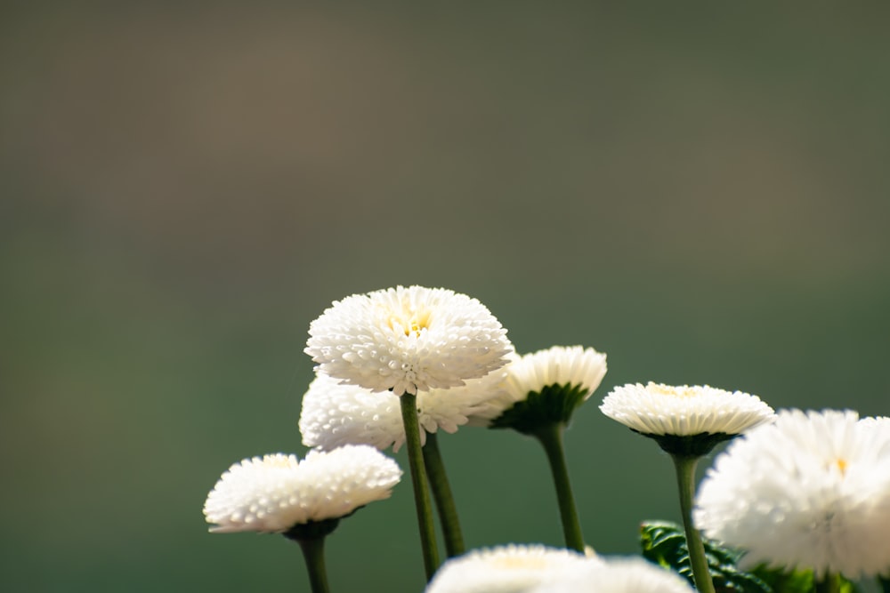 a group of white flowers sitting on top of a lush green field