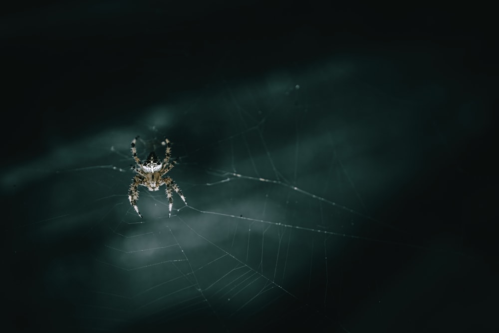 a close up of a spider on a web