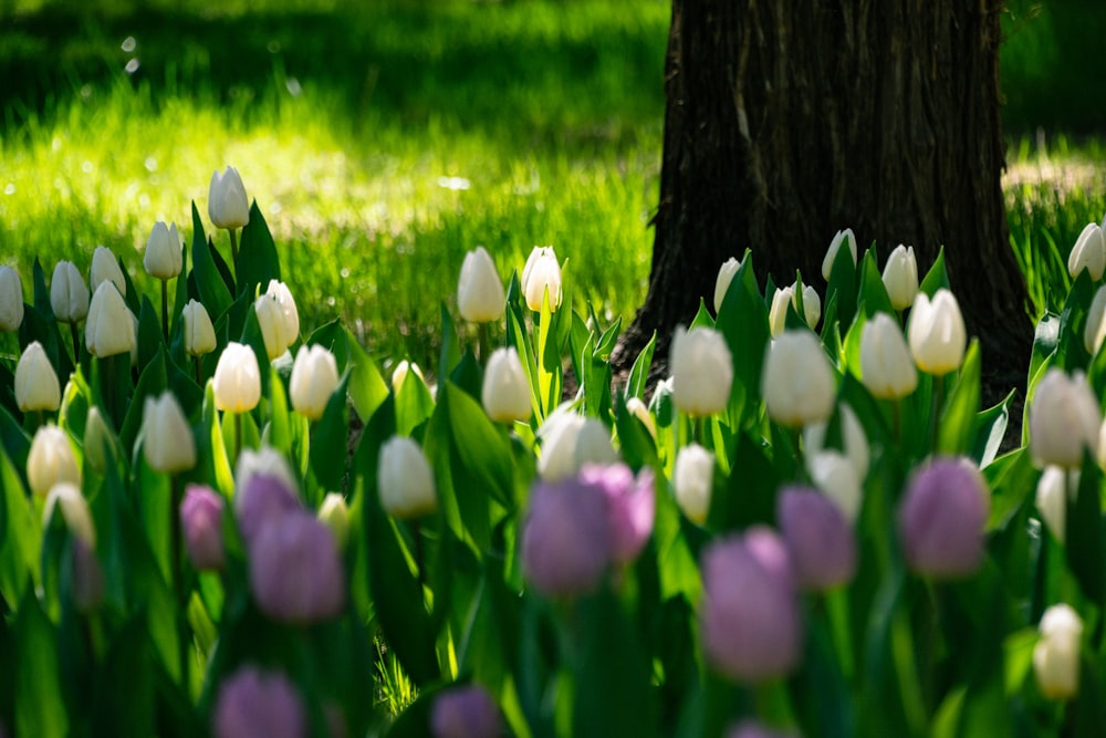 a field of white and purple tulips next to a tree
