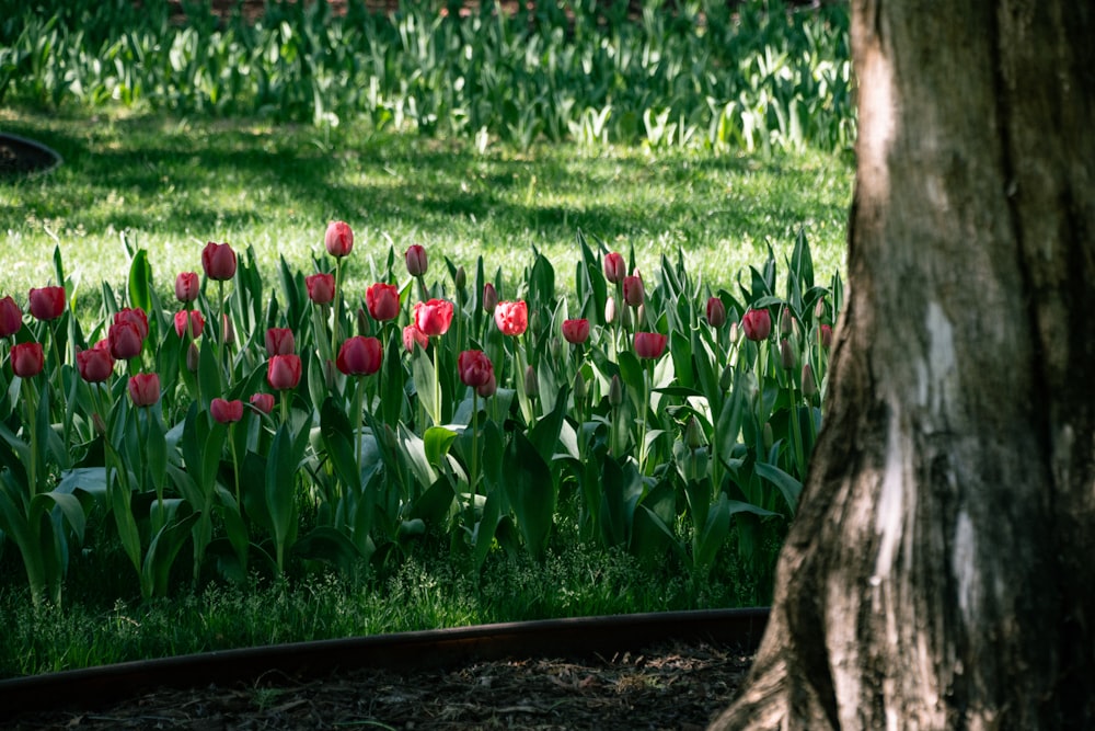 a field full of red tulips next to a tree