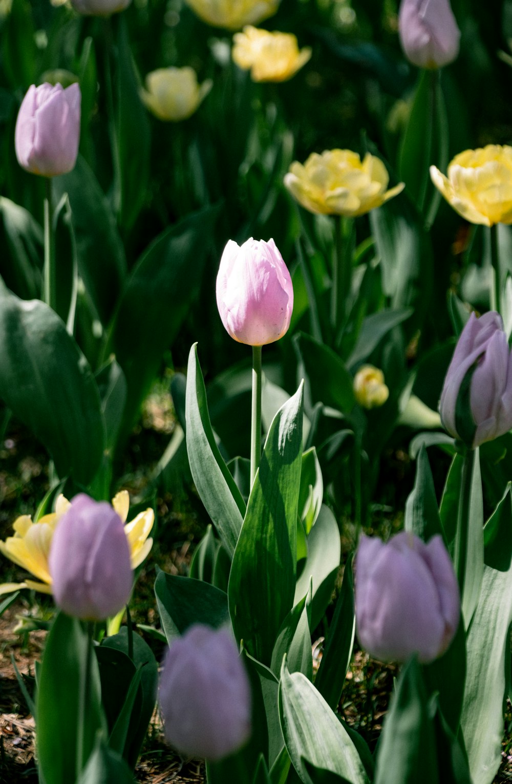 a field of purple and yellow tulips with green leaves
