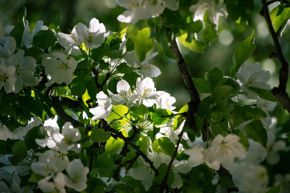 a tree with white flowers and green leaves