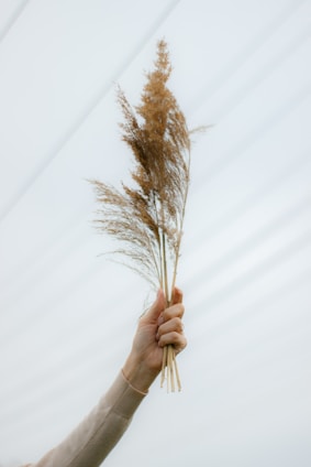 Hands holding a bundle of wild-harvested plants against a soft terracotta background