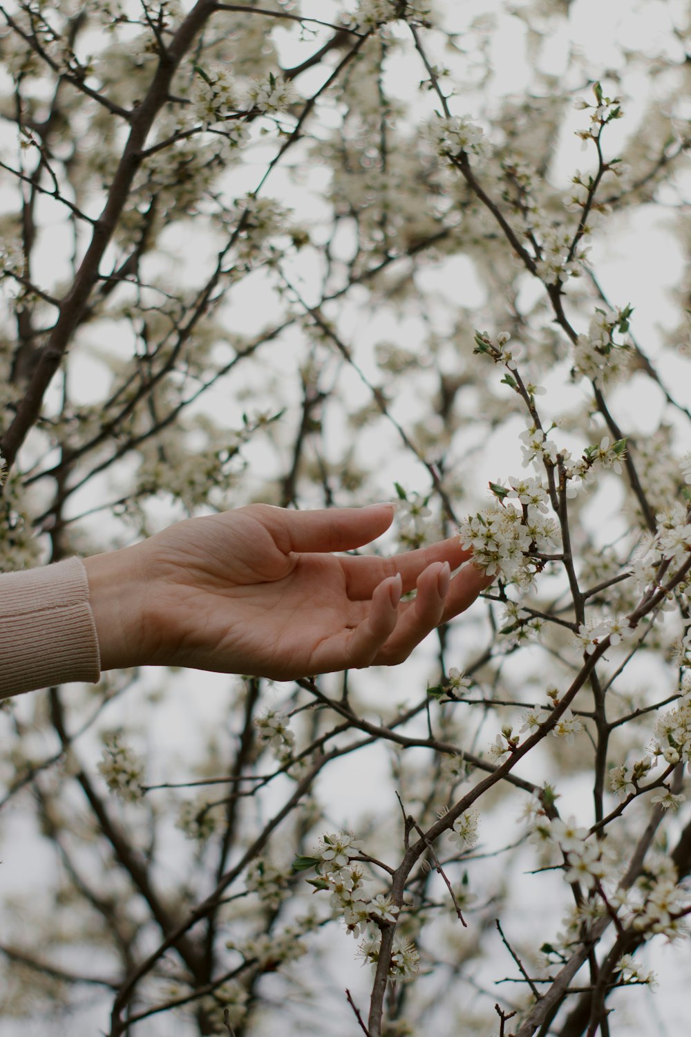 a hand reaching for a flower on a tree