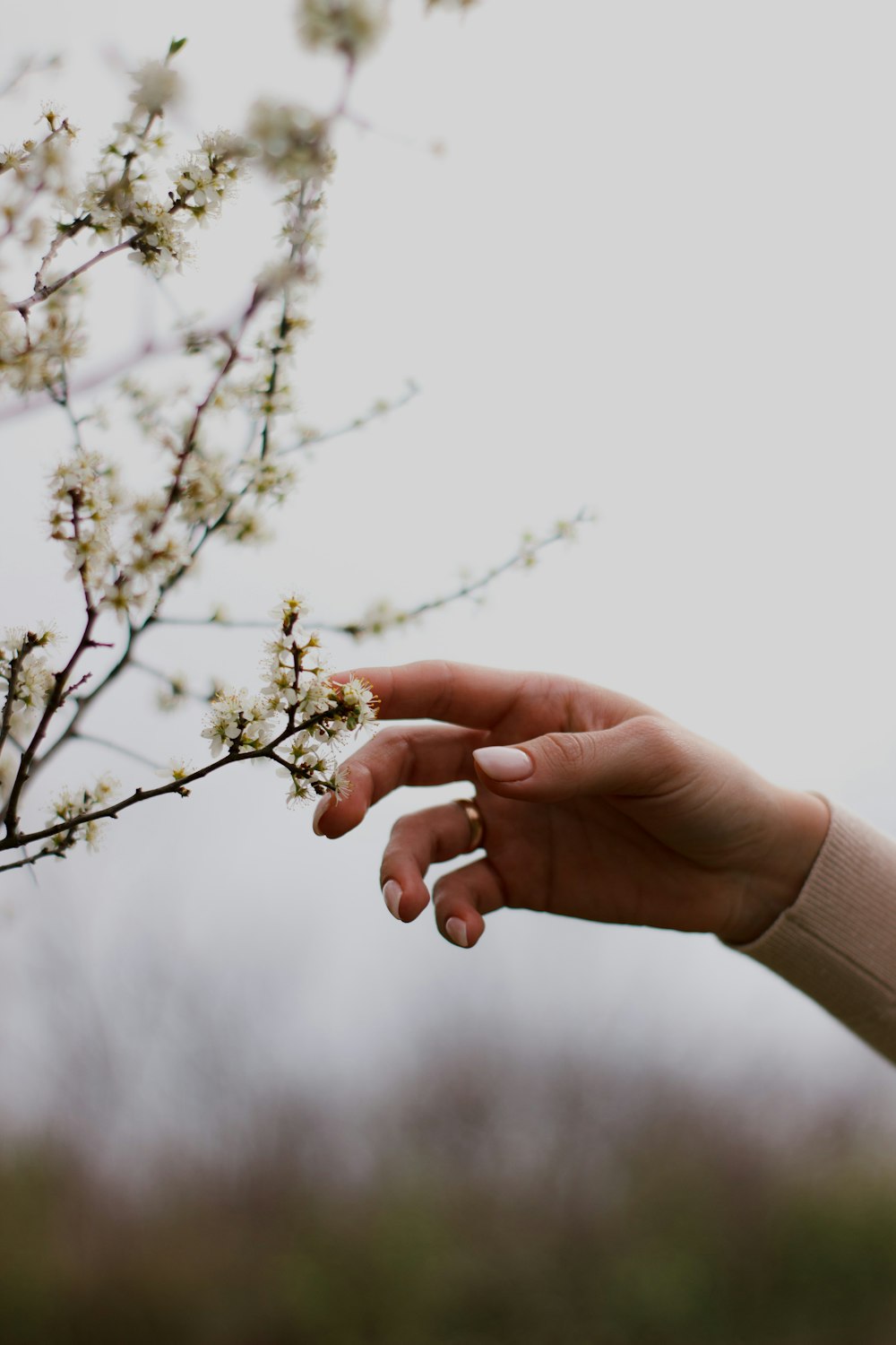 a hand reaching for a branch with white flowers
