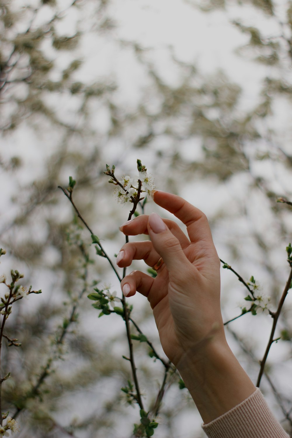 a hand reaching for a flower on a tree