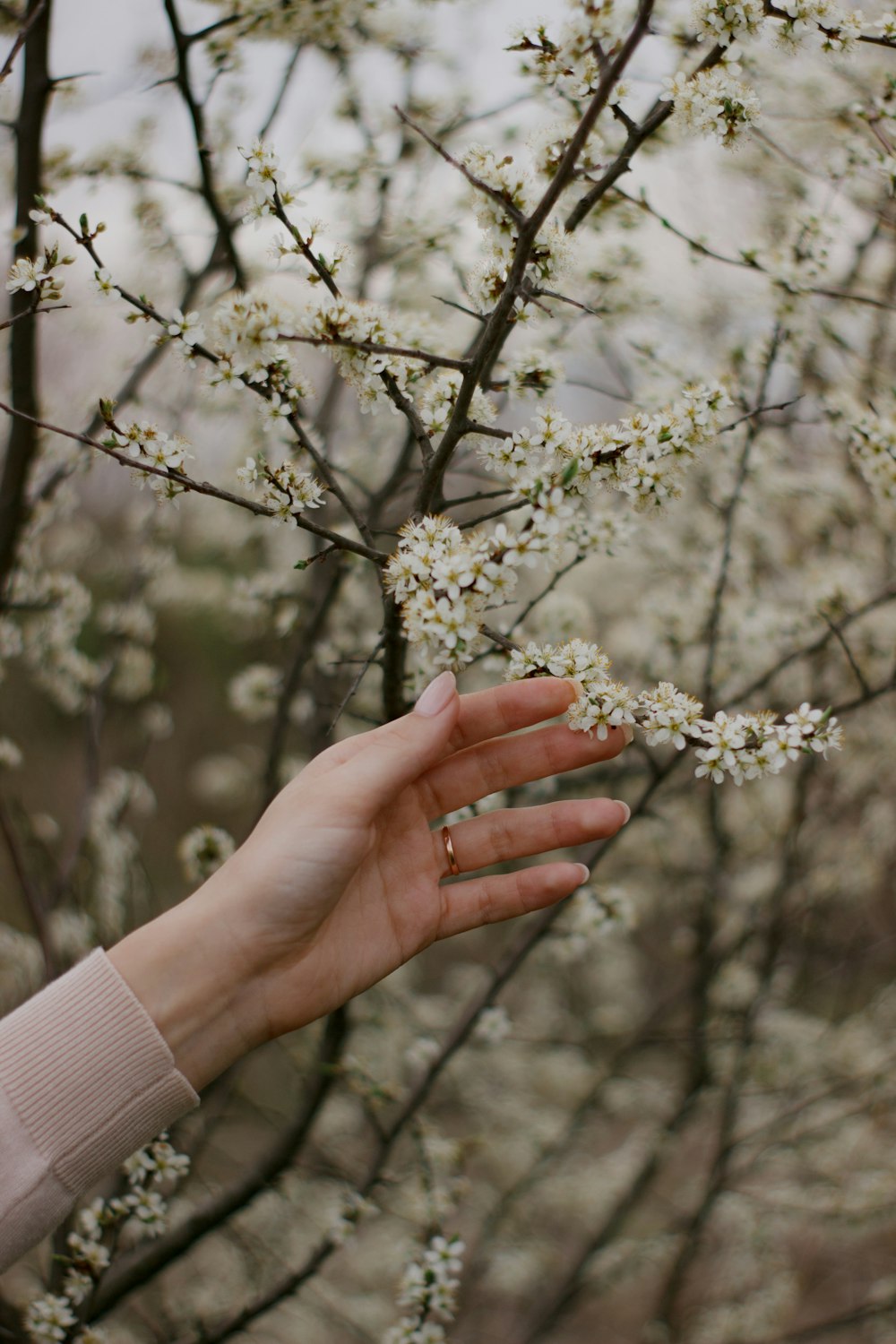a person's hand reaching for a flower on a tree