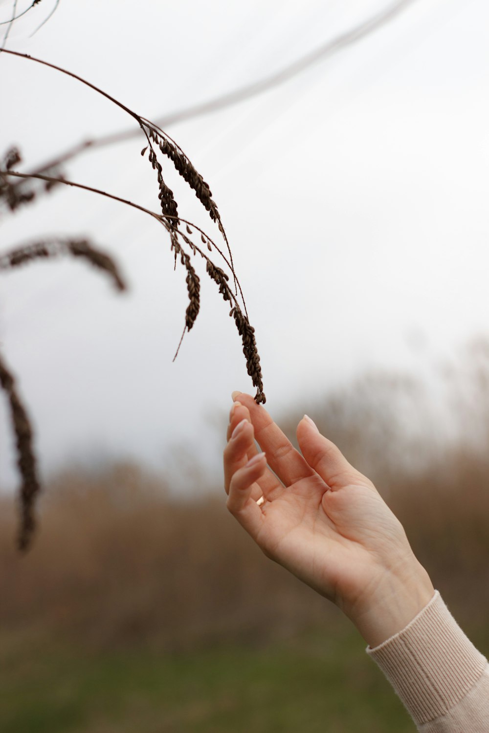 a person holding a plant in their hand