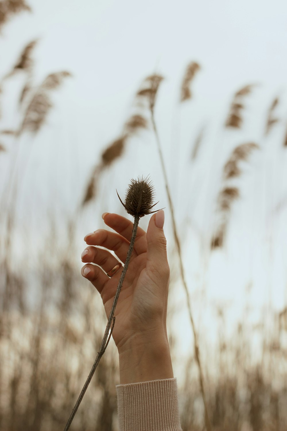 a person holding a flower in their hand