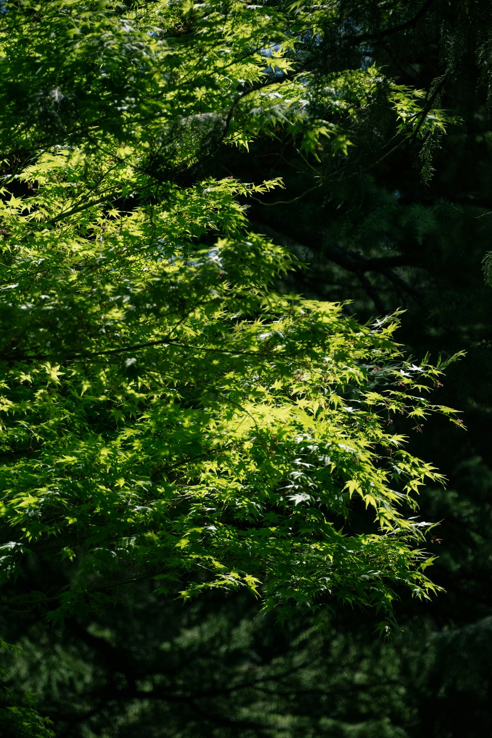 a bench sitting in the middle of a lush green forest