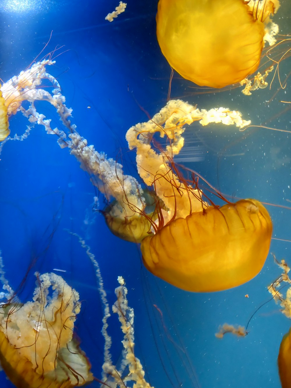 a group of jellyfish swimming in an aquarium