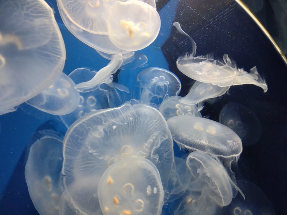 a group of jellyfish swimming in a blue bowl