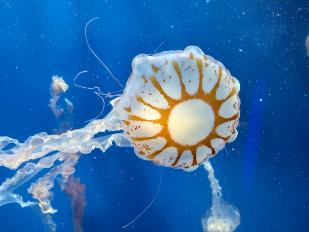 a close up of a jellyfish in the water