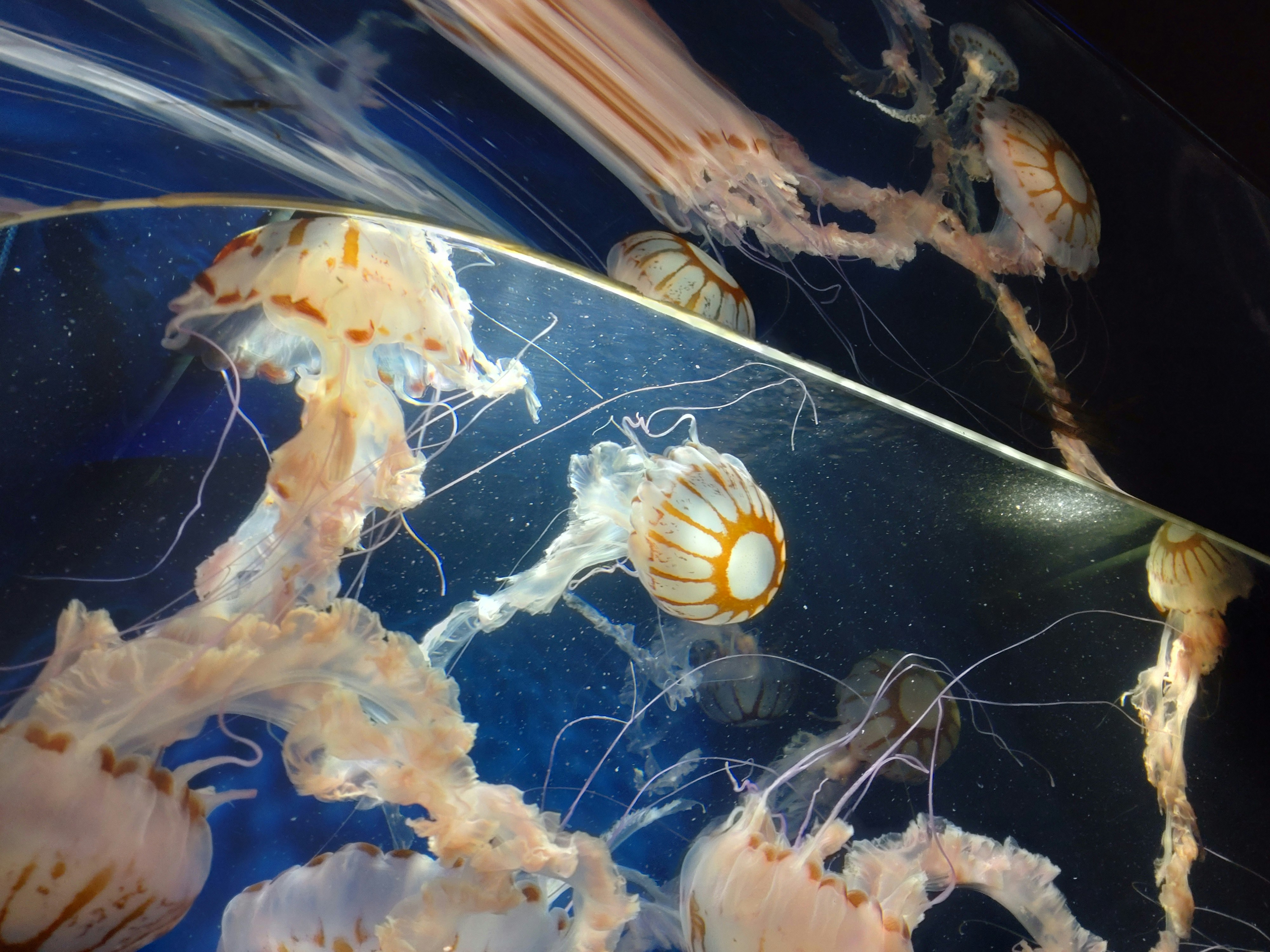 एक कलाकार द्वारा बनाया गया वाणिज्यिक स्पेस स्टेशन का भविष्यवादी चित्रण, जो पृथ्वी की परिक्रमा कर रहा है, जिसमें कई मॉड्यूल और डॉकिंग पोर्ट दिखाई दे रहे हैं।