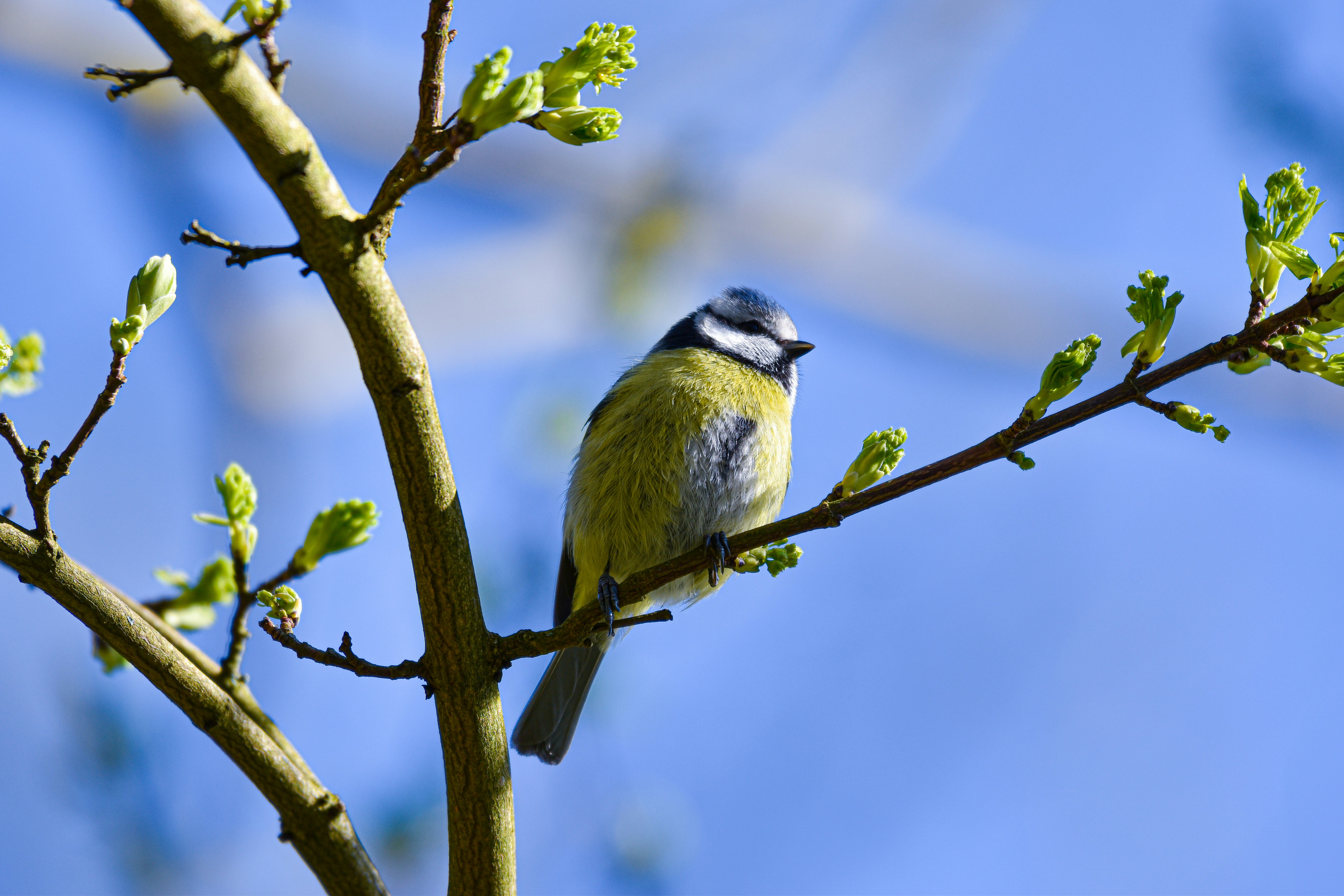 Photo by aarondcosta0