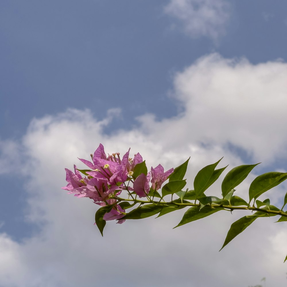 a branch of a tree with purple flowers