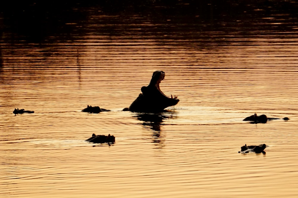 a person in a body of water surrounded by ducks