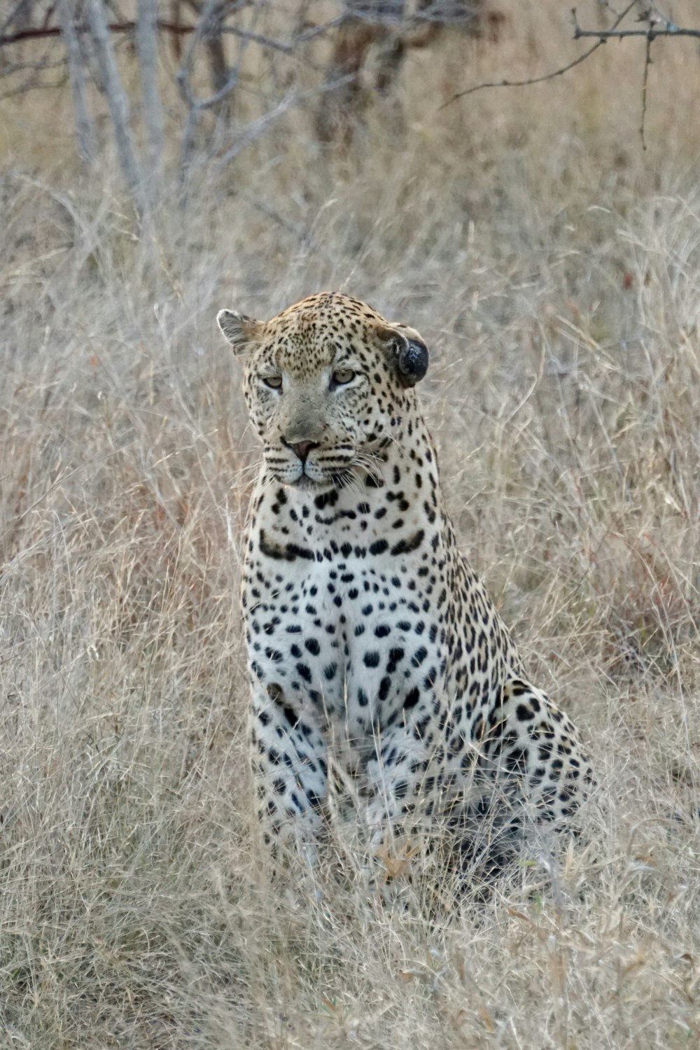 a leopard sitting in a field of dry grass