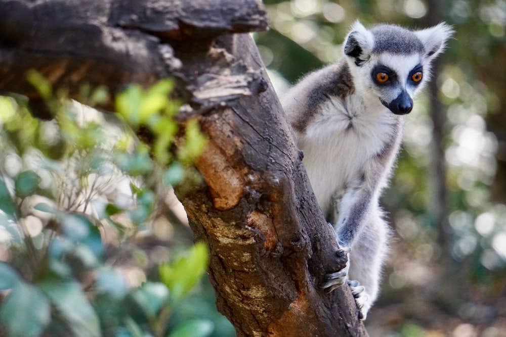 un piccolo animale grigio e bianco seduto su un ramo di un albero