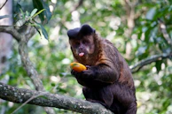 A joyful monkey sitting on a tree limb, enjoying fruits provided by the NGO team.
