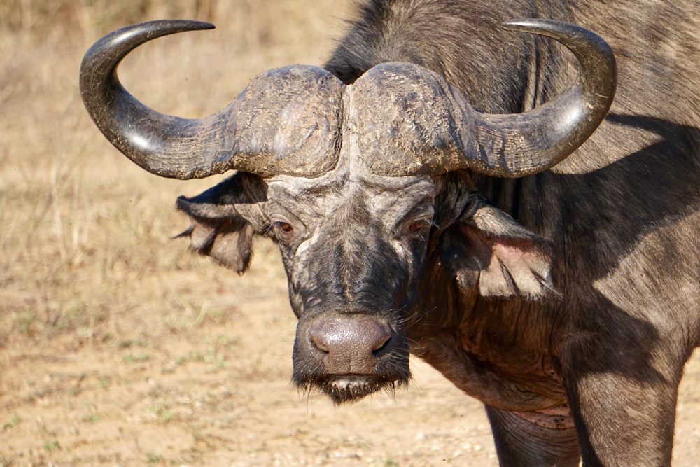 a bull with large horns standing in a field