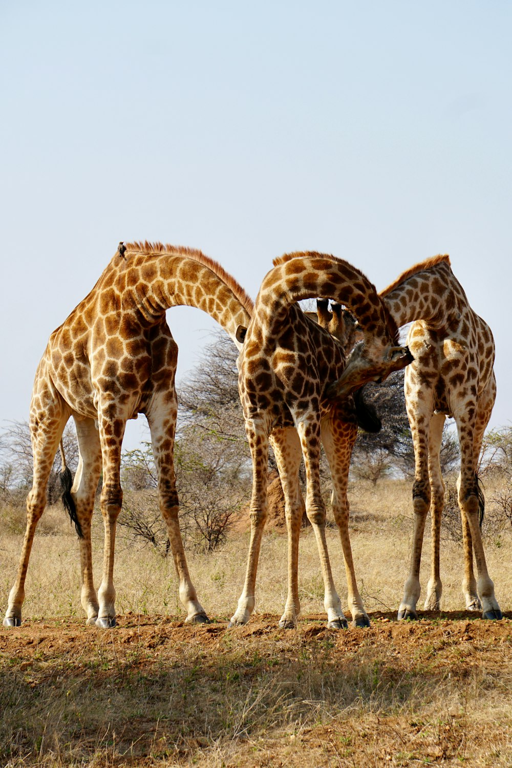 a group of giraffe standing next to each other on a dry grass field