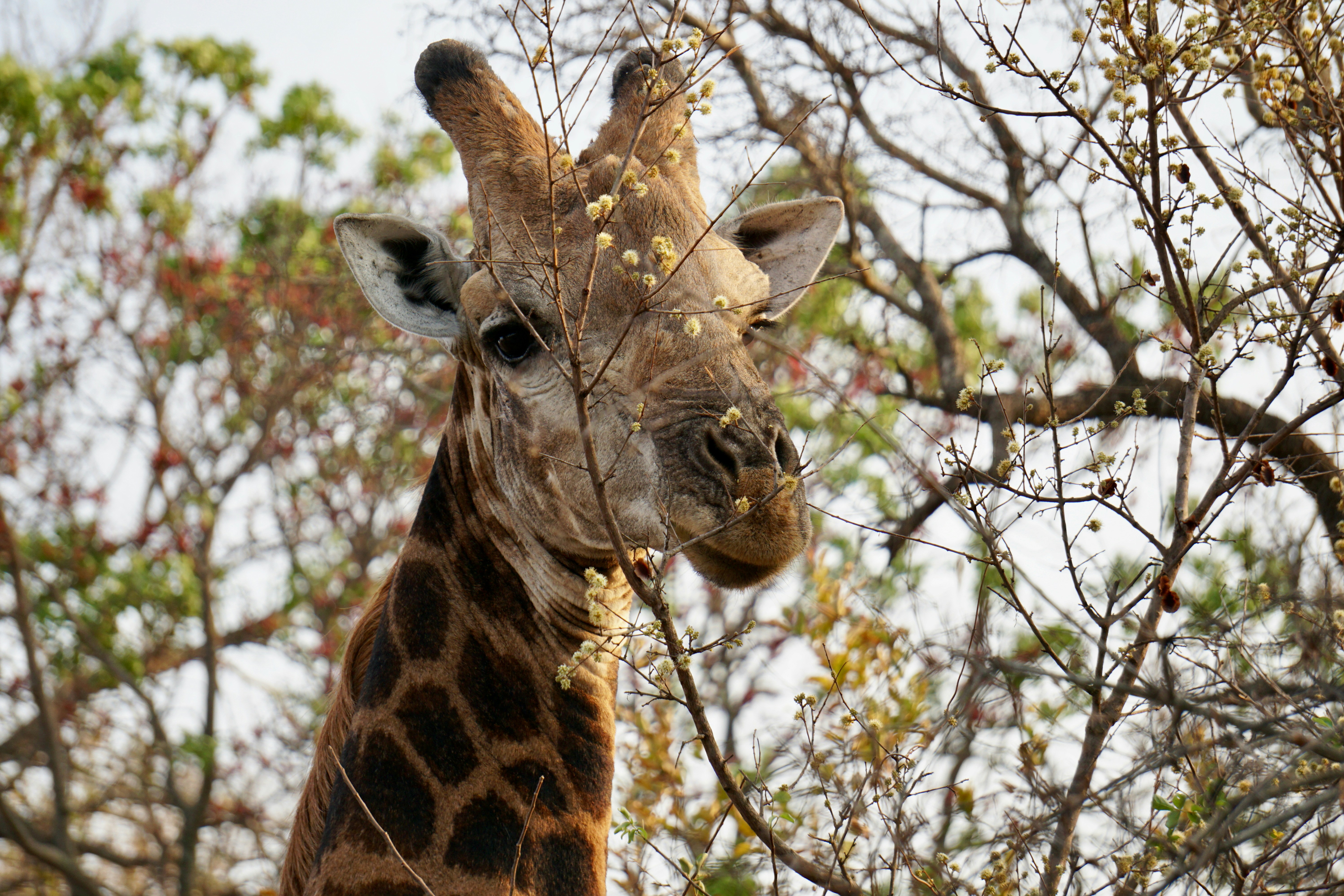 une girafe debout à côté d’un arbre rempli de feuilles