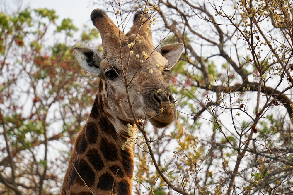 a giraffe standing next to a tree filled with leaves