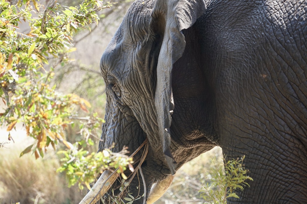 a close up of an elephant with trees in the background