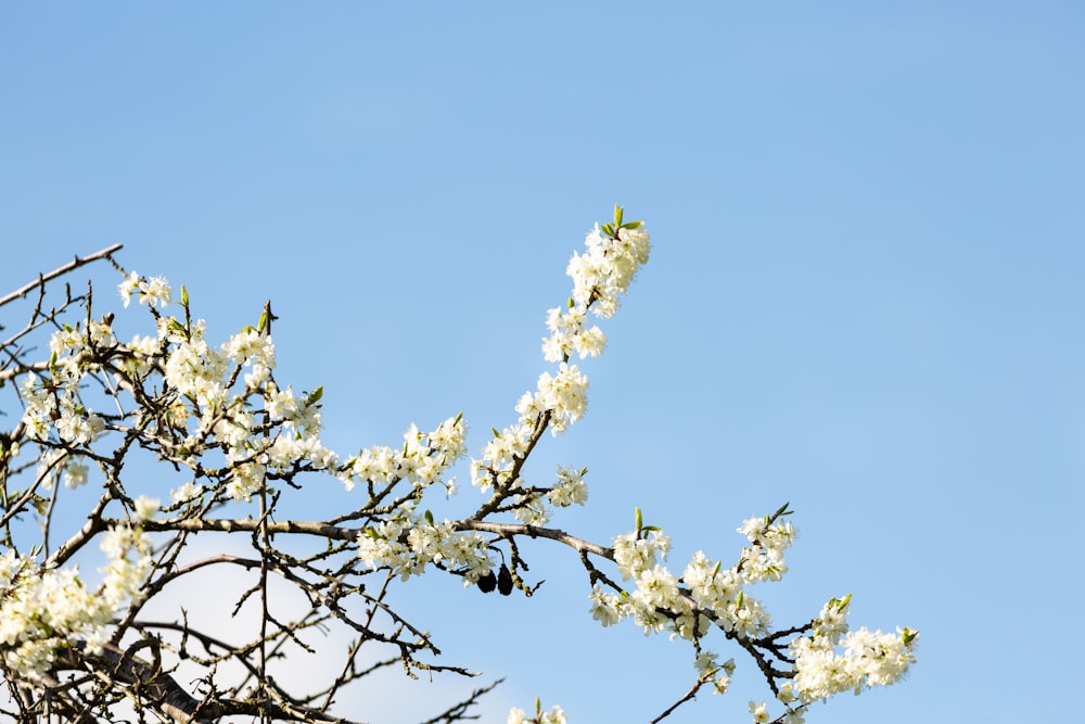 a tree branch with white flowers against a blue sky