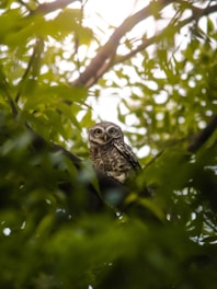 A small owl is perched on a branch, surrounded by lush green leaves. The sunlight filters through the foliage, creating a soft and serene atmosphere. The owl's eyes are large and bright, contrasting with its patterned feathers.