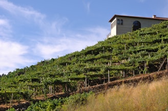 a house sitting on top of a lush green hillside