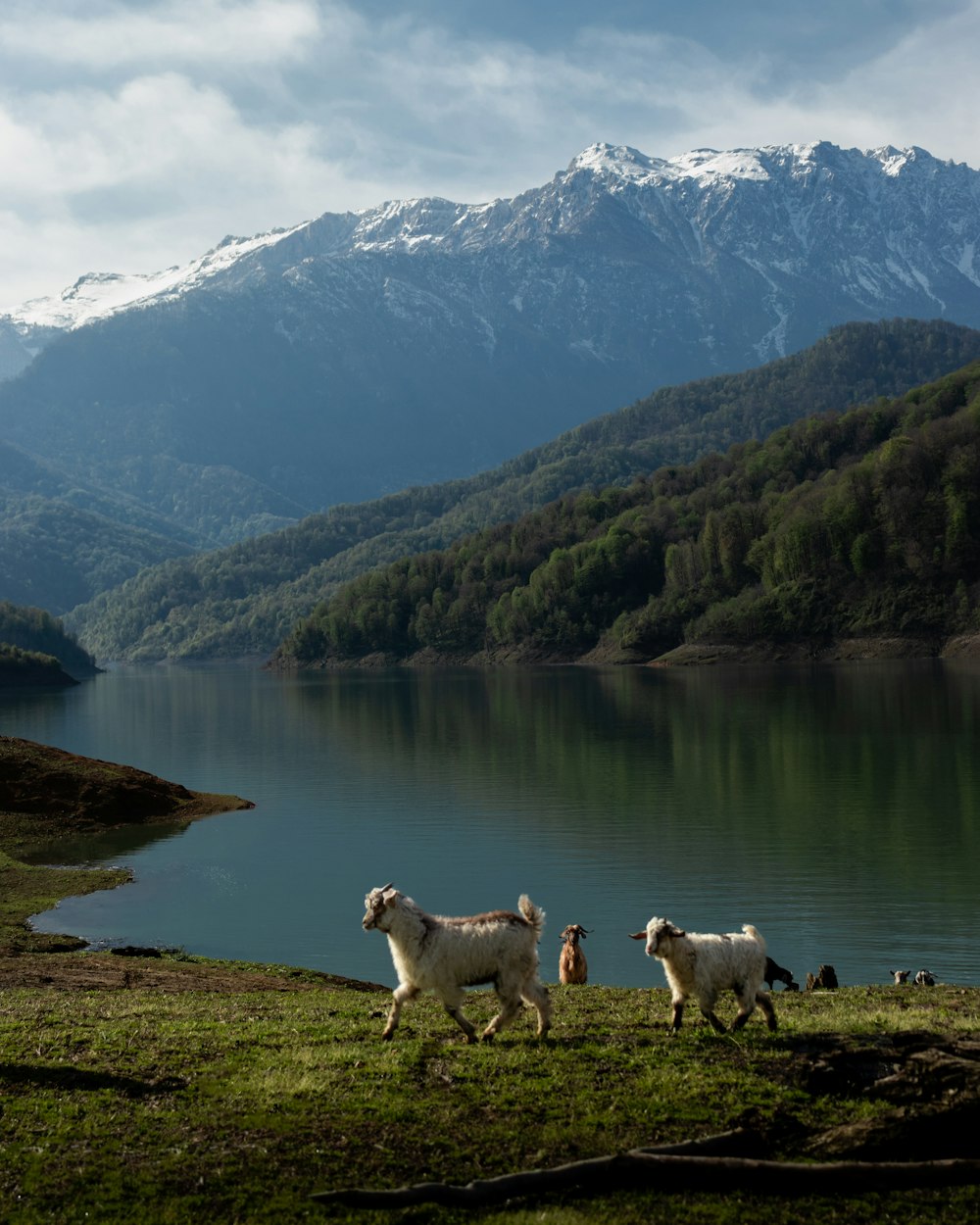 a group of sheep standing on top of a lush green hillside