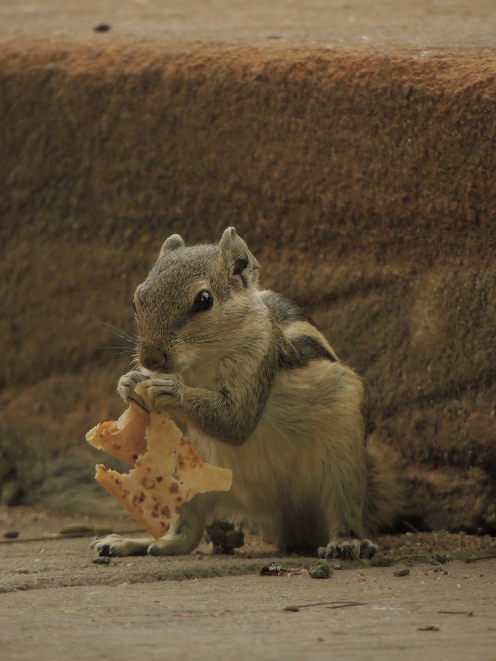 Una ardilla sostiene un pedazo de comida