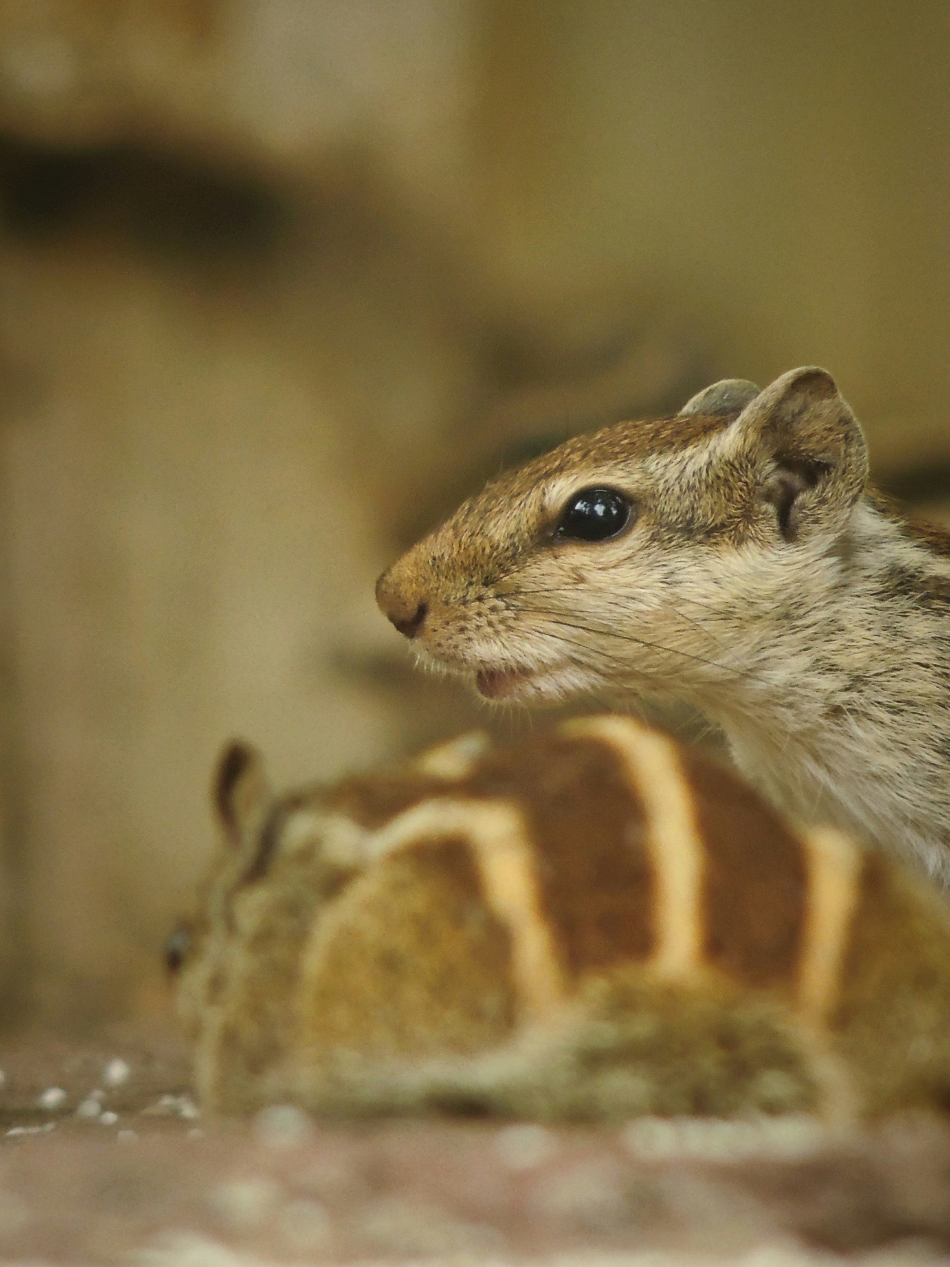 A small rodent sitting next to a smaller rodent photo – Free Animal ...