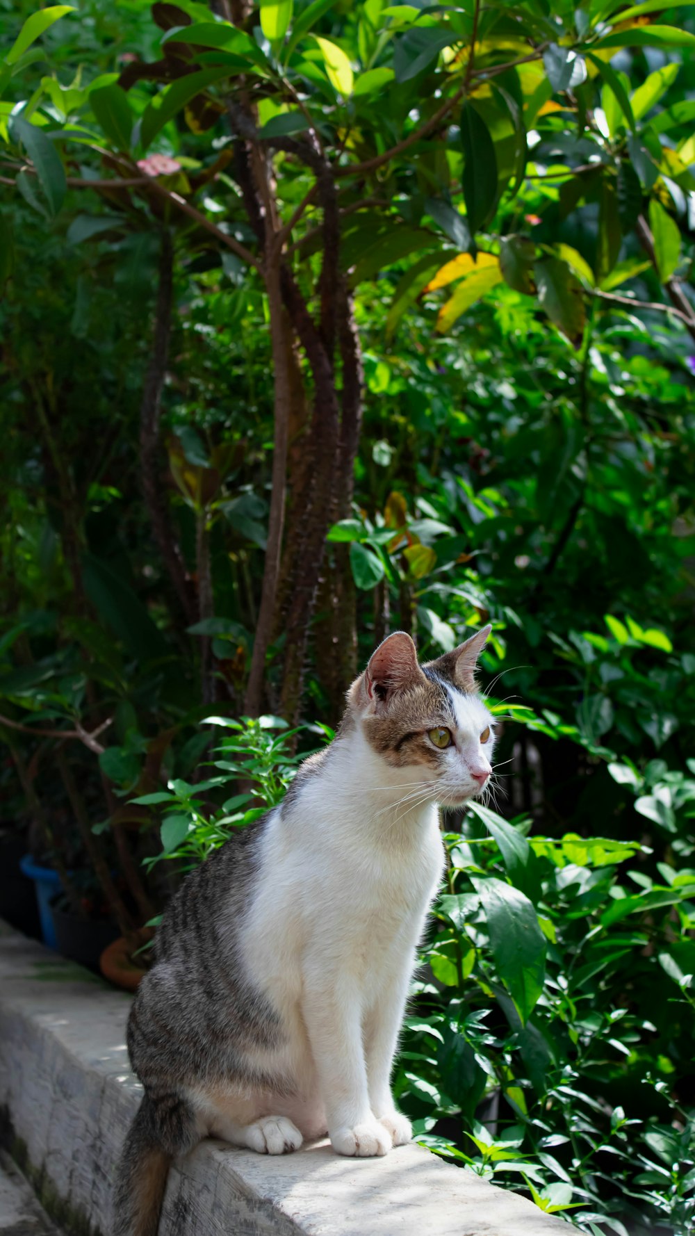 a cat sitting on a ledge in a garden