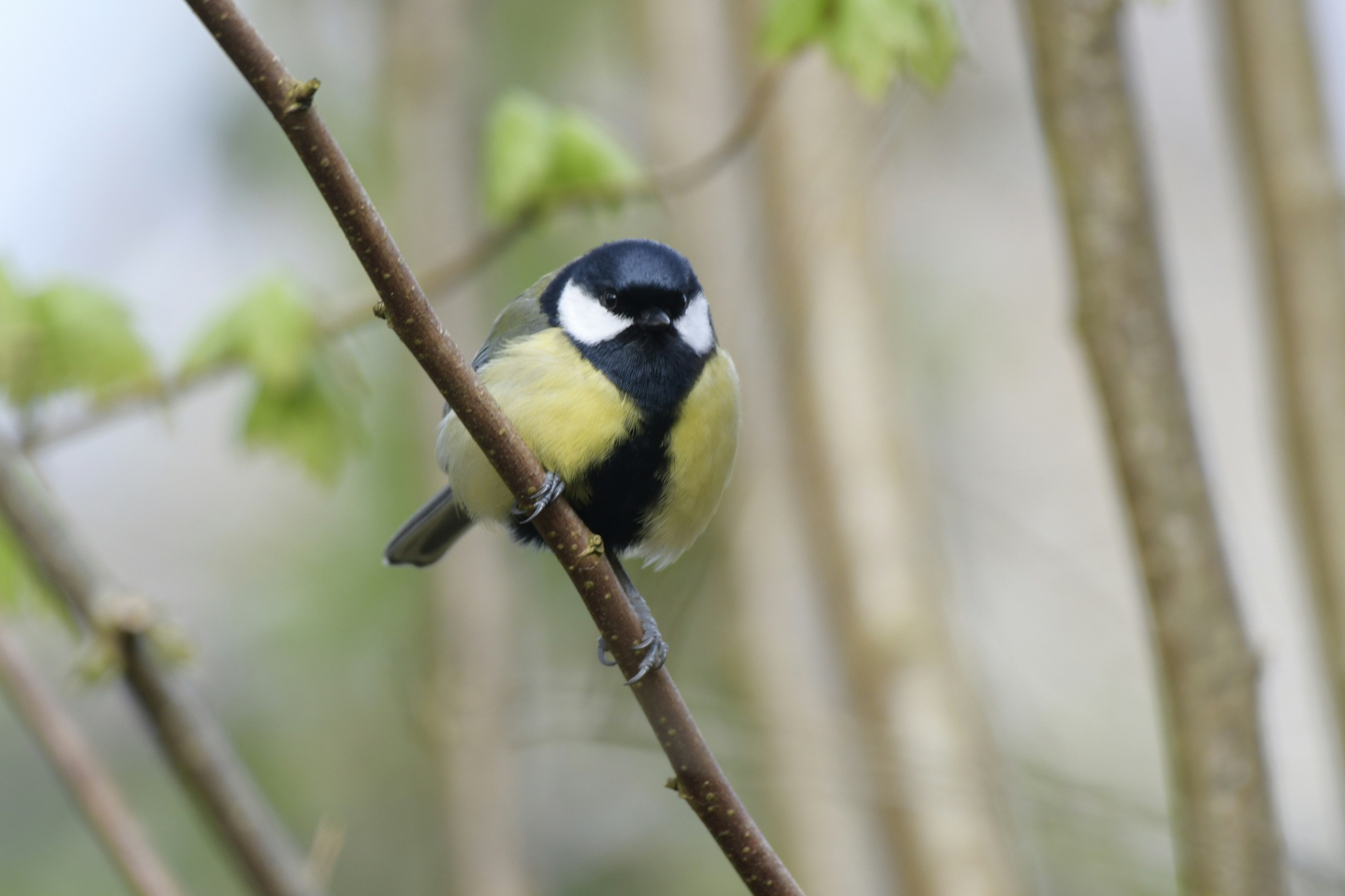 Photo by wrishi2004m