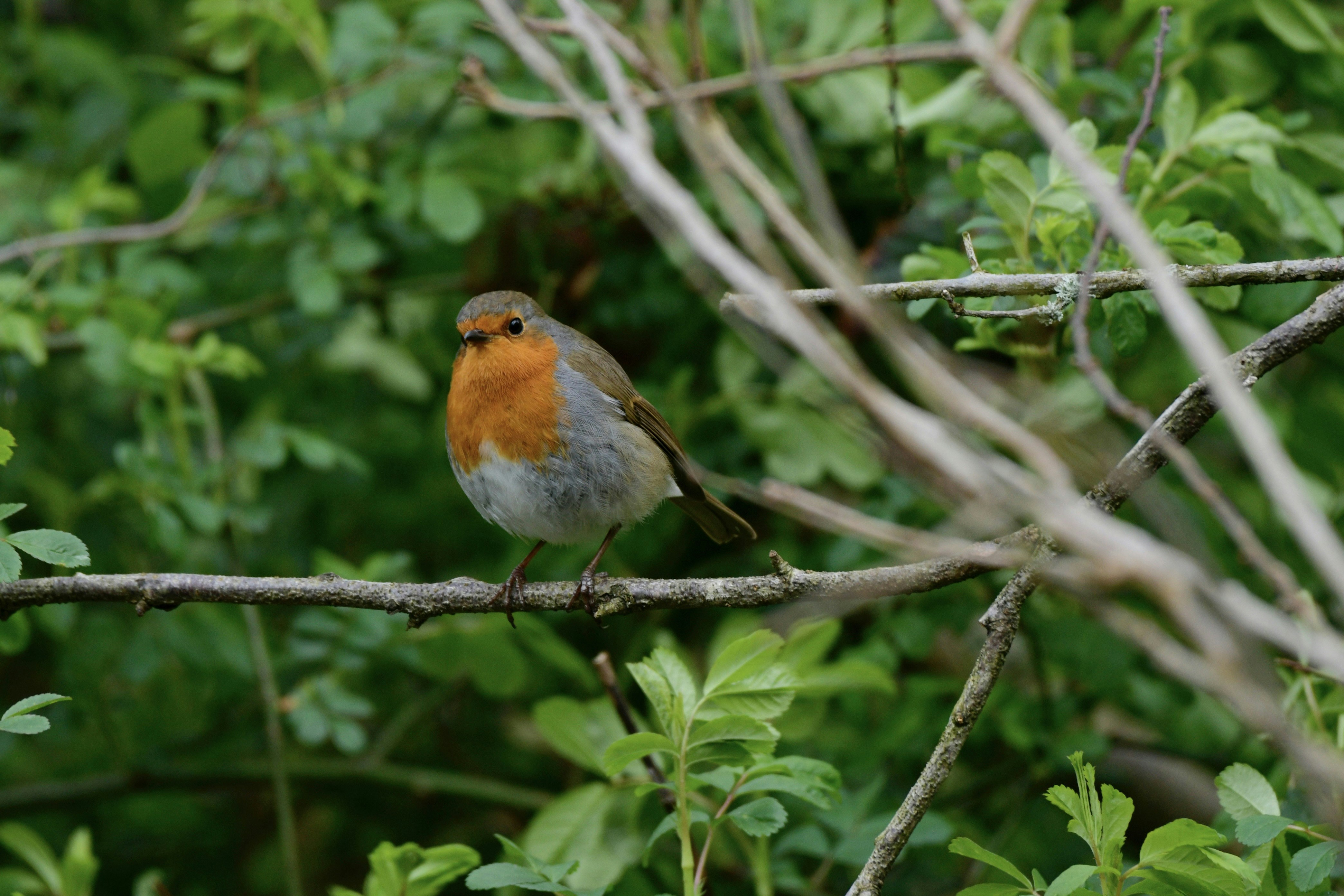 Photo by wrishi2004m