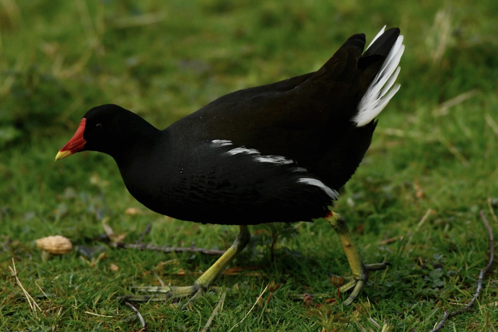 a black and white bird standing on a green field