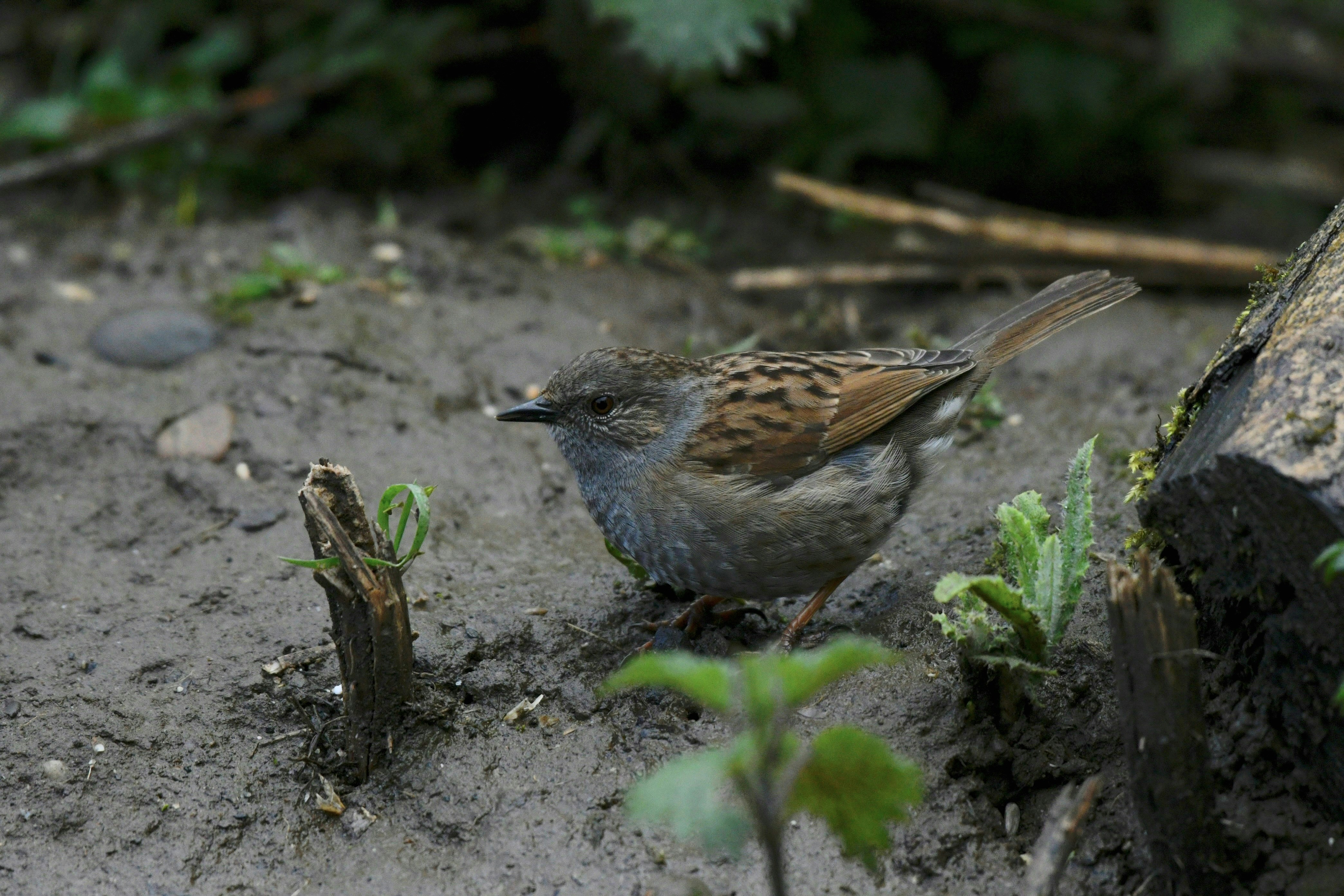 Photo by wrishi2004m