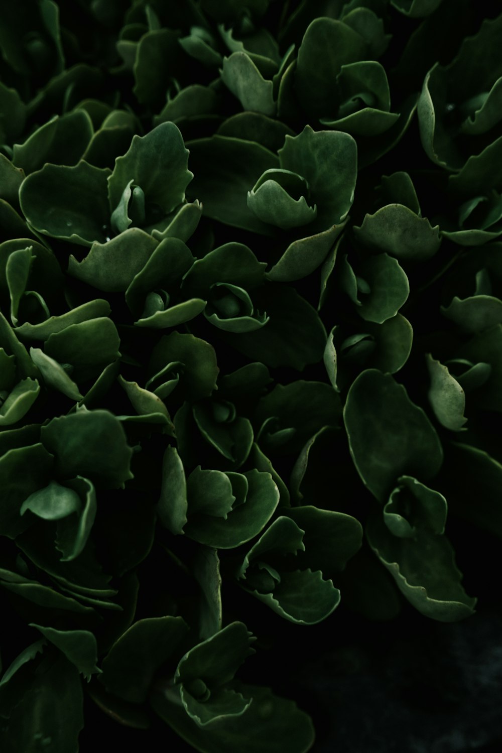 a close up of a bunch of green leaves