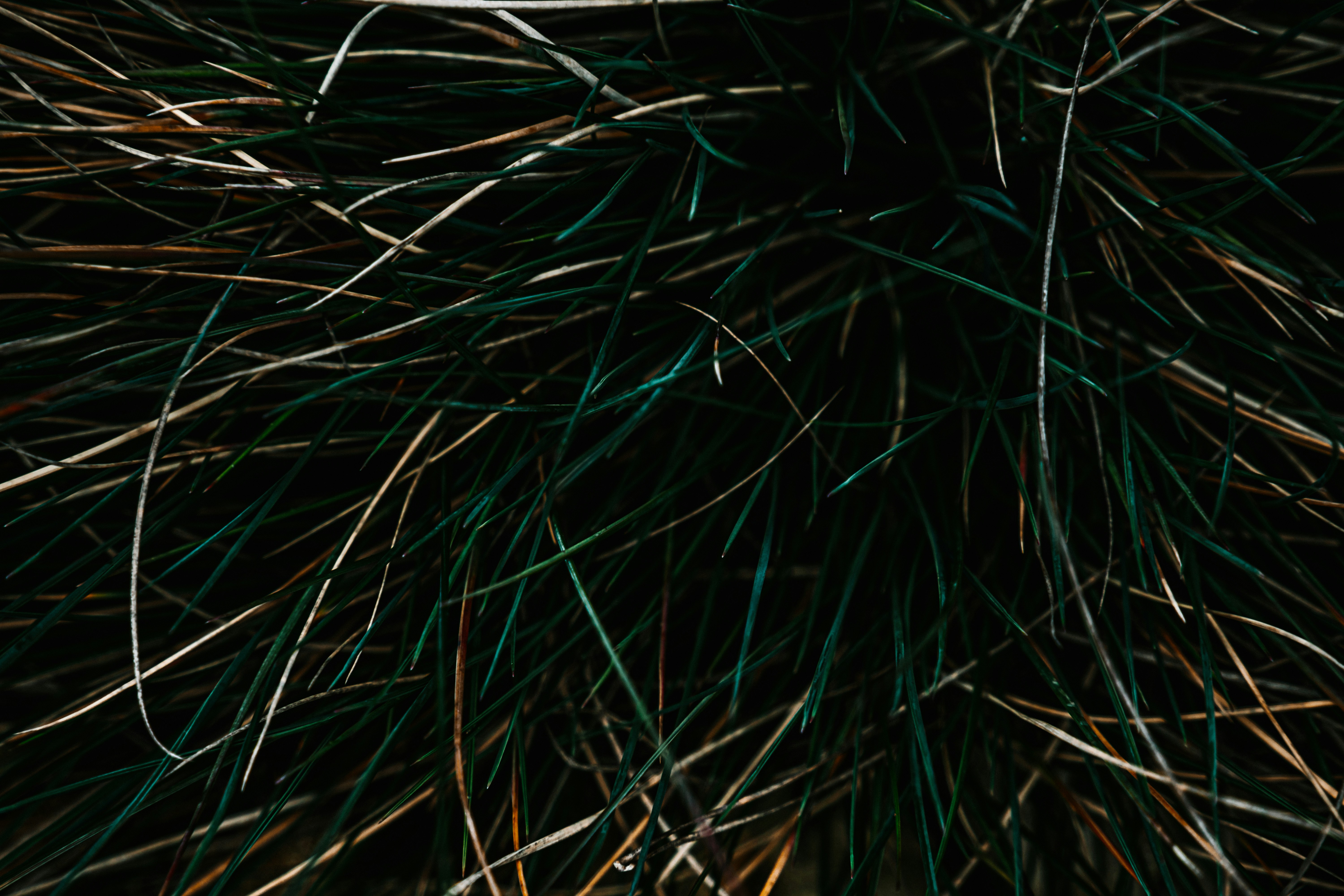 Photo by virussinside