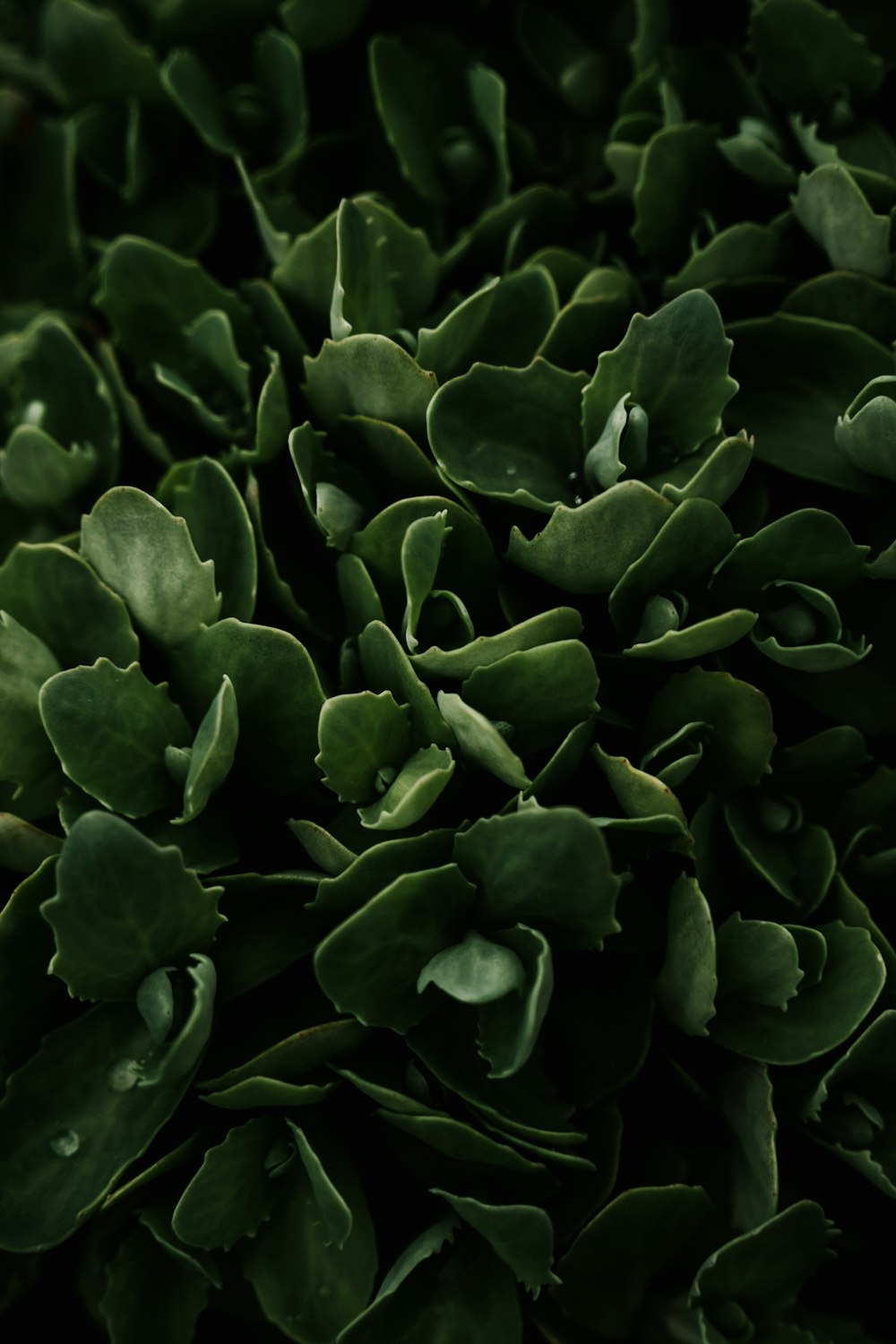 a close up of a bunch of green leaves