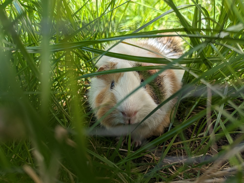 a brown and white hamster laying in the grass