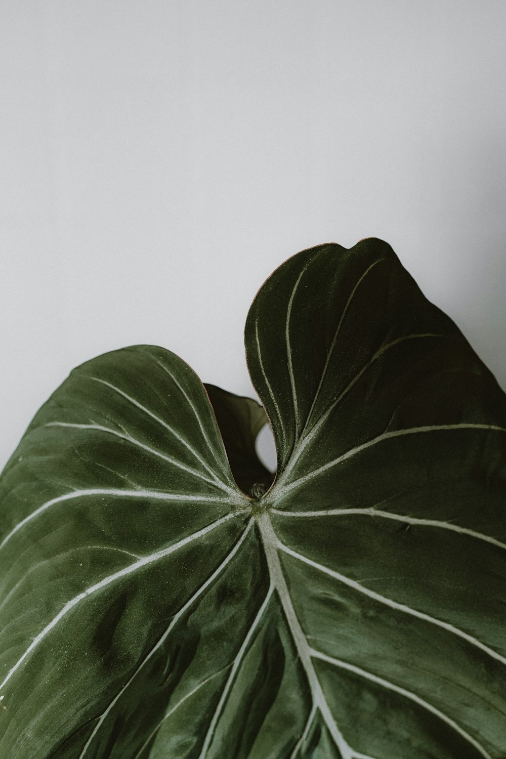 a large green leaf sitting on top of a white wall