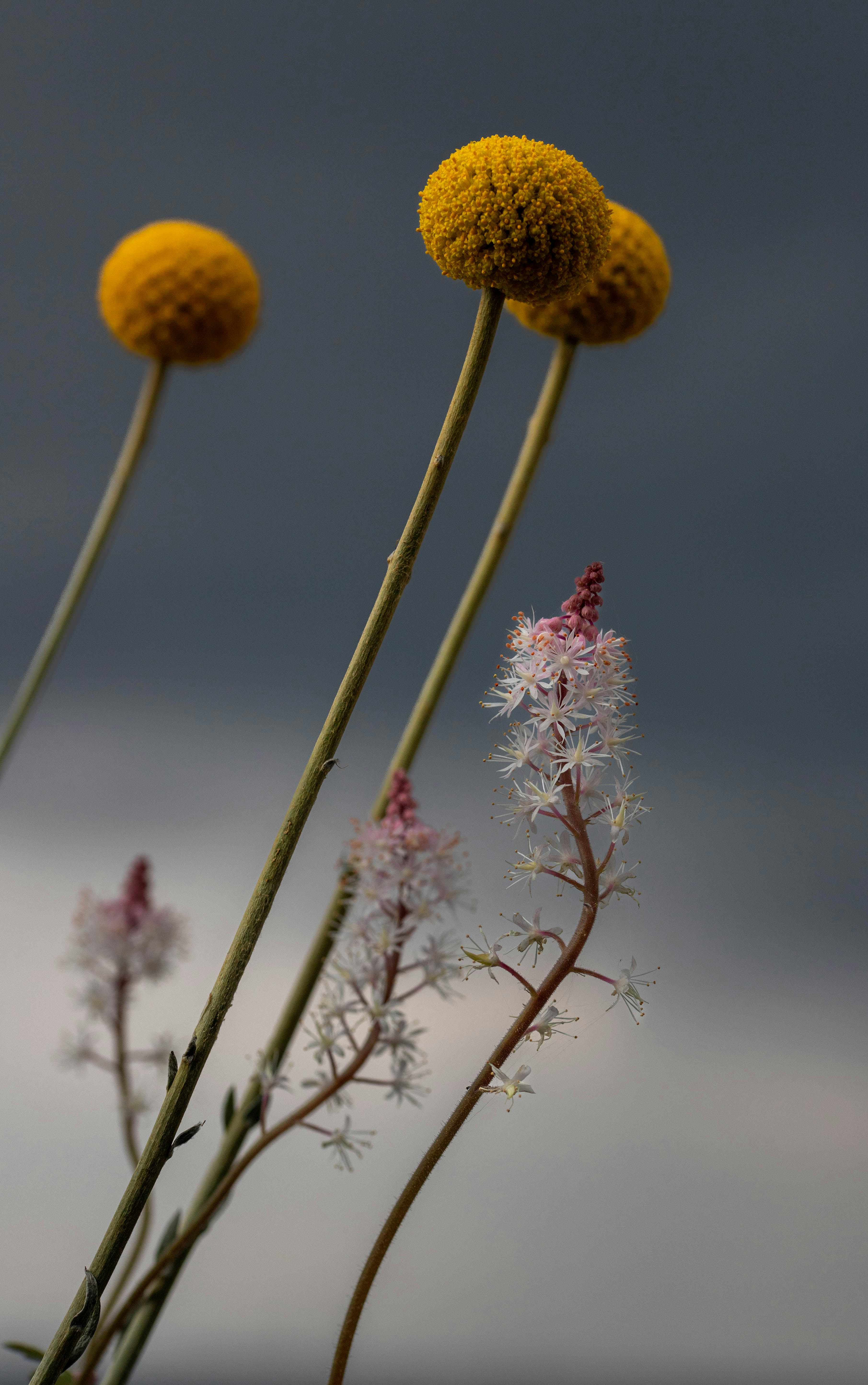a couple of yellow flowers sitting on top of a plant