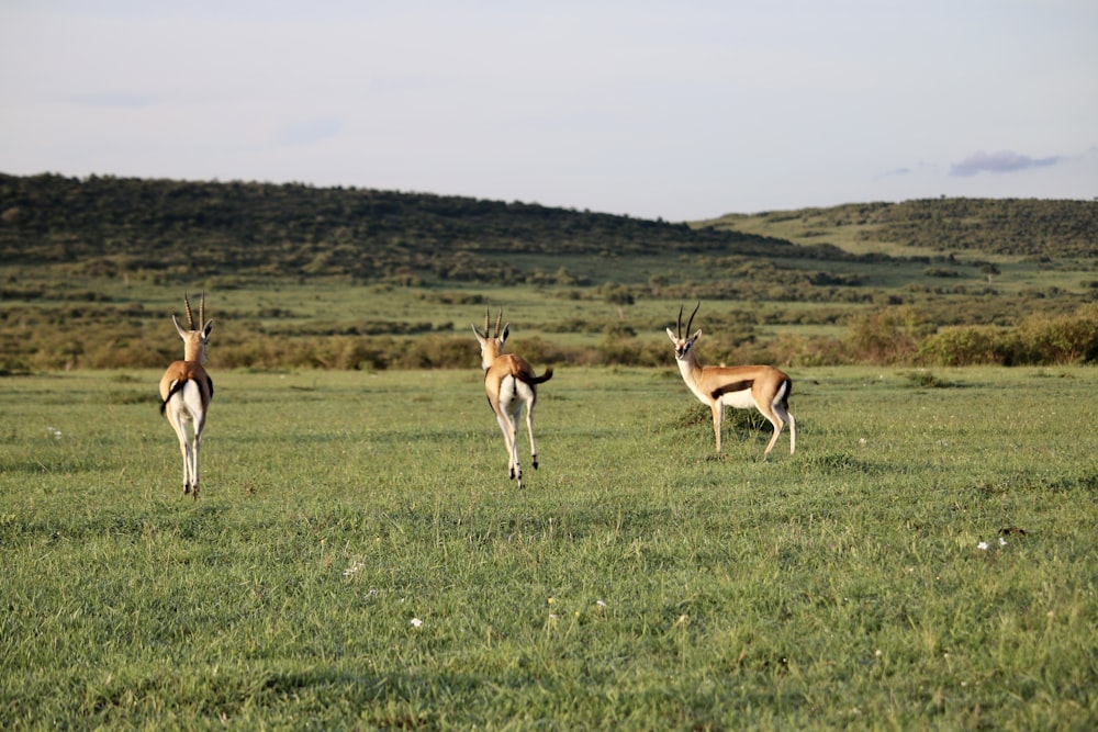 a group of antelope standing on top of a lush green field